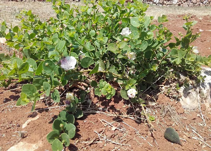 Masseria Centro Colonico