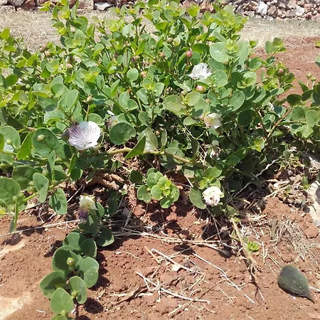 Masseria Centro Colonico